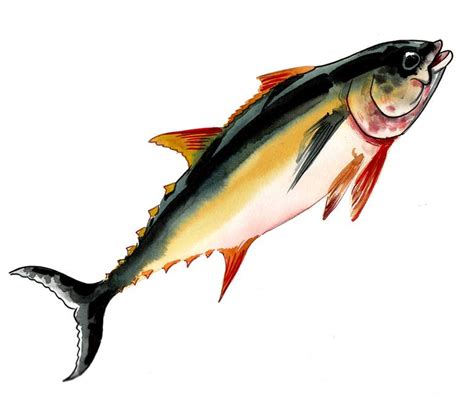 Watercolor tuna Drawing by Alexander Kuzyuberdin | Saatchi Art