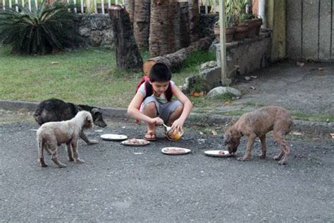 What To Feed The Stray Animals? | 12 Ways To Feed Strays Animals