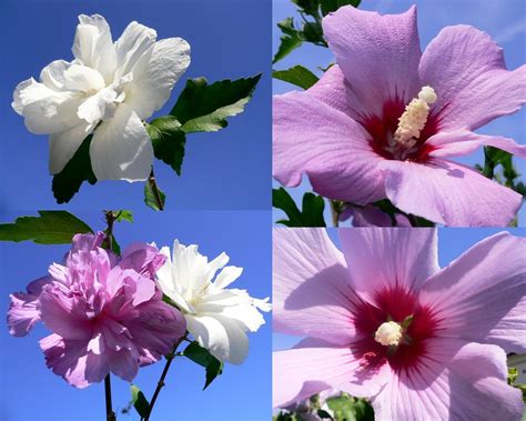 Hibiscus syriacus, national flower of South Korea | Hibiscus… | Flickr