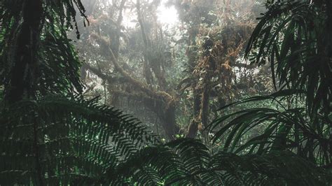 jungle, forest, fog, trees, bushes, tropics, 4k HD Wallpaper