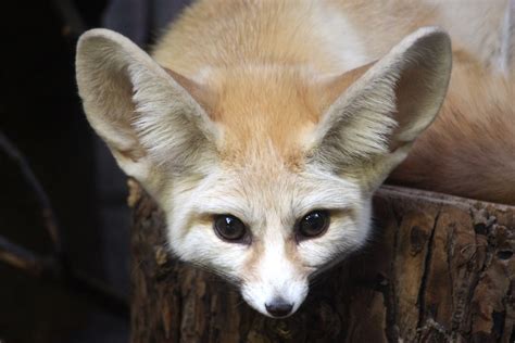 Desert fox - eye to eye | Fennec fox (Vulpes zerda) - Artis … | Flickr