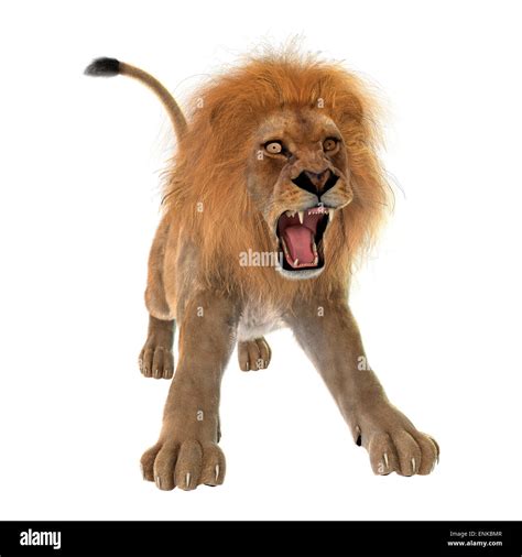 3D digital render of a male lion roaring isolated on white background ...