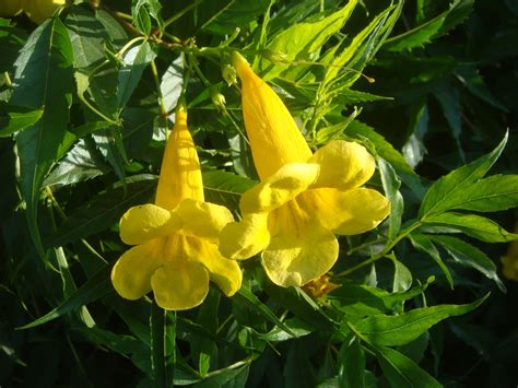 Tecoma stans (Trumpetbush, Trumpetflower, Yellowbells, Yellow Bells ...