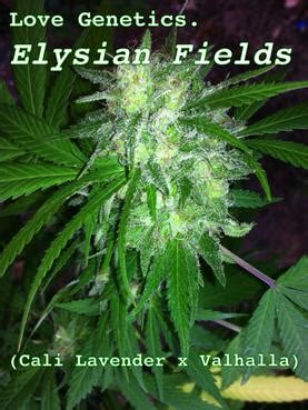 Elysian Fields (Love Genetics) :: Cannabis Strain Info