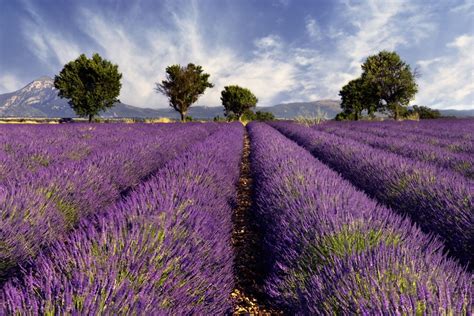 Lavender Fields, Tuscany, Italy | Lavender fields france, Lavender ...