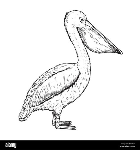 Pelican drawing Cut Out Stock Images & Pictures - Alamy