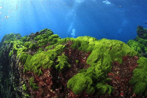 Ocean algae steal genes from bacteria • Earth.com