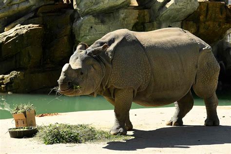 Denver Zoo Struggles amid COVID Pandemic to Feed Animals