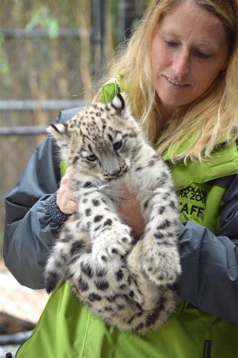 Aibek, the snow leopard cub, makes his first appearance at Woodland Park Zoo | Westside Seattle