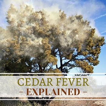 Texas Forest Service Explains Cedar Fever, Symptoms | Shelby County Today