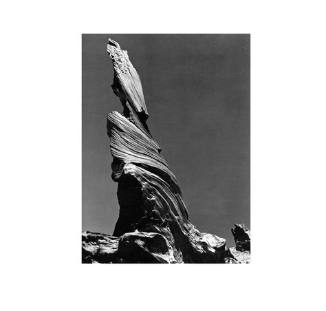 Edward Weston - Cabbage Leaf 41V at 1stDibs