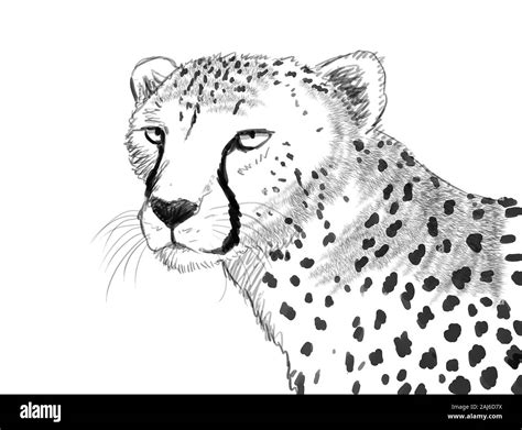 cheetah digital sketch illustration, ink Stock Photo - Alamy