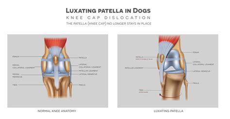 Dogs Luxating Patella - INO Pets Parents Network