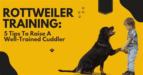 Rottweiler Training: 5 Tips To Raise A Well-Trained Cuddler - Vom Hause ...