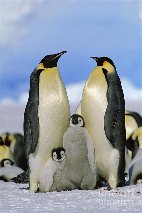 Penguin Family Games & Puzzles Toys & Games trustalchemy.com