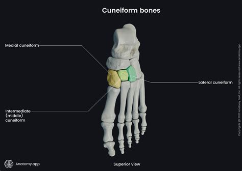 Cuneiform bones | Encyclopedia | Anatomy.app | Learn anatomy | 3D models, articles, and quizzes