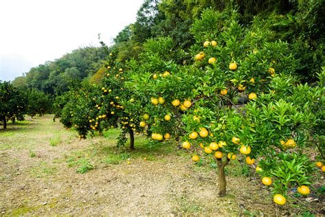 GardenZeus Quick Tips: Protecting Citrus Trees From Trunk Injuries