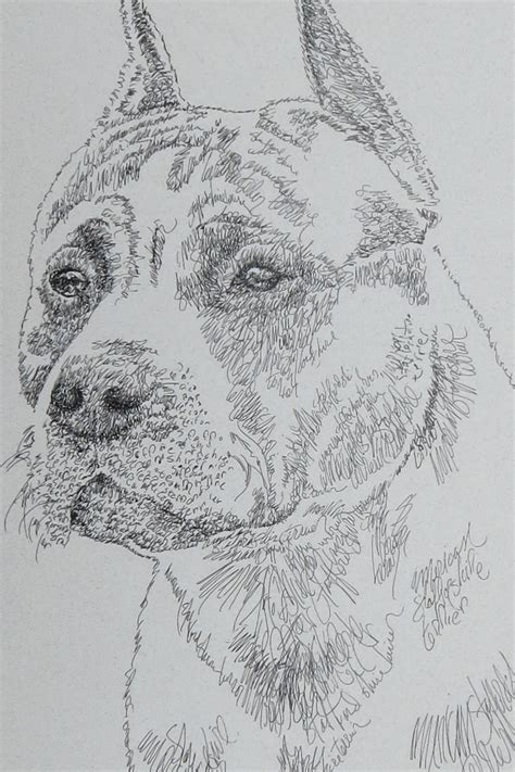 American Staffordshire Terrier BLACK: Dog Art Portrait by Stephen Kline : DrawDOGS by Stephen ...