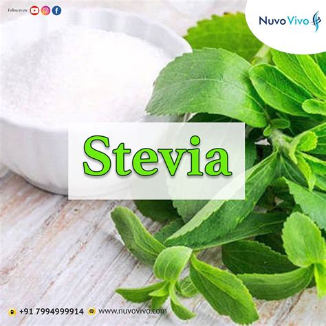 Stevia - A sugar substitute! - NuvoVivo: Reverse Your Age & Lifestyle Diseases