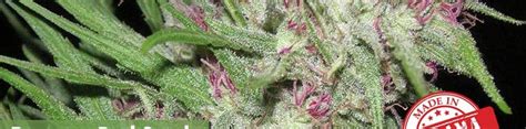 Where's Best to Buy Panama Red Seeds Online | 10Buds