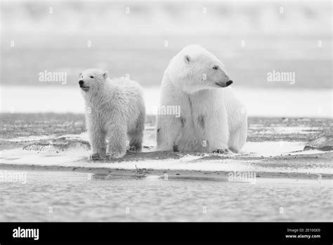 Polar bear (Ursus maritimus) in the Arctic Circle of Kaktovik, Alaska Stock Photo - Alamy