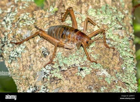 Little Barrier Island Giant Weta or Wetapunga female (Deinacrida hetera ...