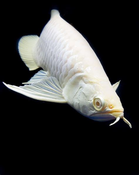 Platinum arowana - Facts | Traits | Care | Breeding | Size | White - SeaFish