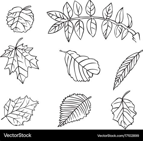 Tree leaves drawing Royalty Free Vector Image - VectorStock