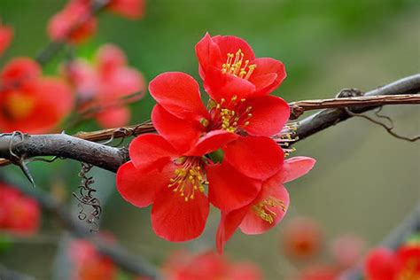 18 of Beautiful Apricot Blossom photos in Vietnam - Photos full HD