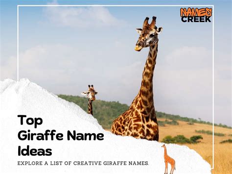 The Ultimate List Of 350 Giraffe Names: From Cute To Unique