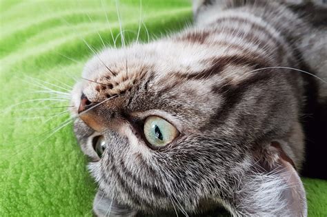 Cat Eyes Royalty-Free Stock Photo