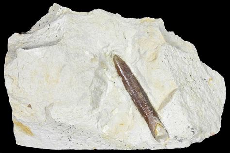 2.5" Belemnite Fossil In Rock - Jedrzejow, Poland (#134365) For Sale - FossilEra.com