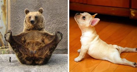 104 Animals That Do Yoga Better Than You | Bored Panda