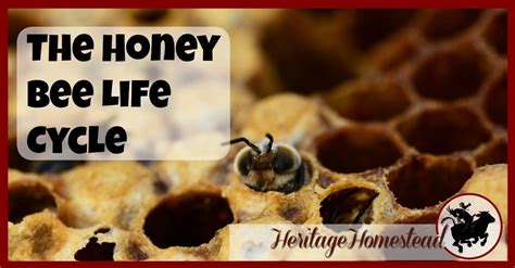 The Honey Bee Life Cycle: It's so fascinating--You'll LOVE to know!