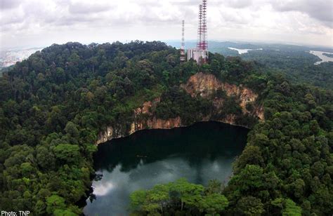 Bukit Timah reserve's flora and fauna to be surveyed, Singapore News - AsiaOne