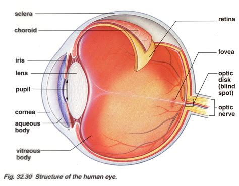 Brain Post: How Big is Your Blind Spot? | SnowBrains.com | Human eye ...