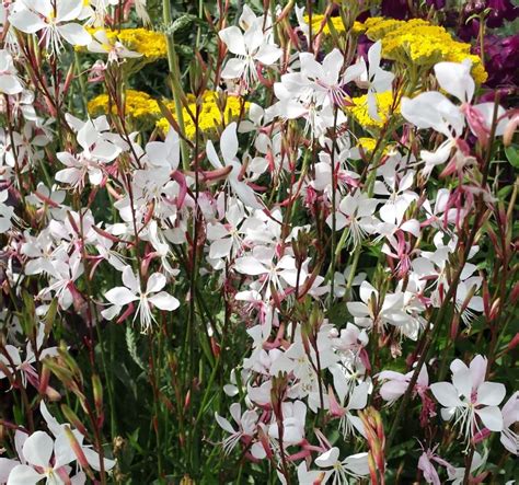 Gaura lindheimeri 'Sparkler White' - Farmyard Nurseries