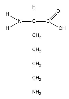 How do hydrophobic amino acids and hydrophilic amino acids cause proteins to have a specific shape?