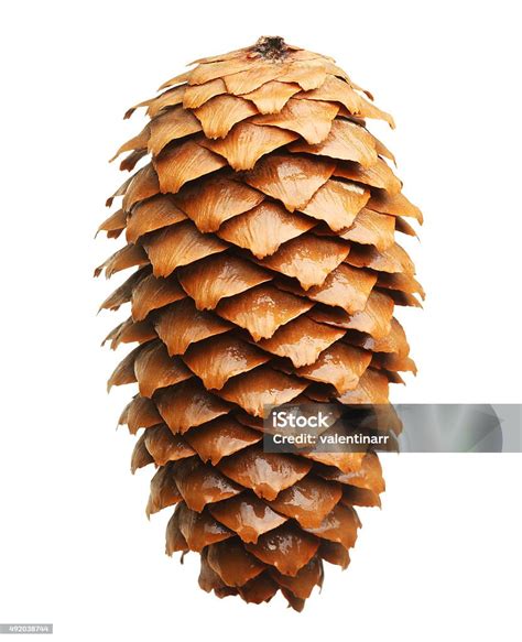 Pine Tree Cone Isolated On White Stock Photo - Download Image Now - Spruce Cone, 2015, Brown ...