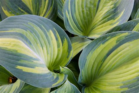 12 Types of Variegated Hosta to Plant in Your Yard