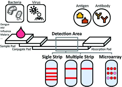 Lateral Flow Immunoassay Kit