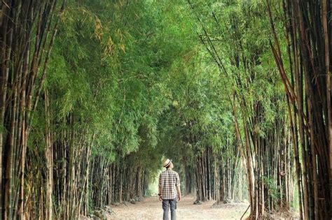 Hutan Bambu Surabaya Kesejukan Di Tengah Kota