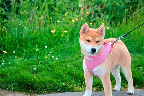 170+ Cute and Creative Female Shiba Inu Names - PetHelpful