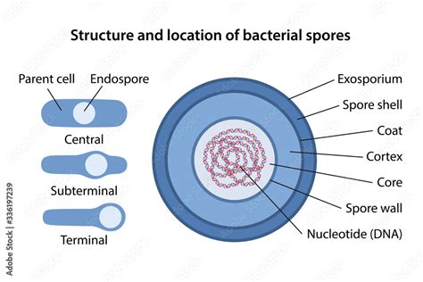 Bacterial spore structure with corresponding designations. Location of bacterial spores: central ...