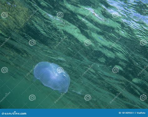 Marine Jellyfish, in a Natural Habitat Stock Image - Image of marine ...