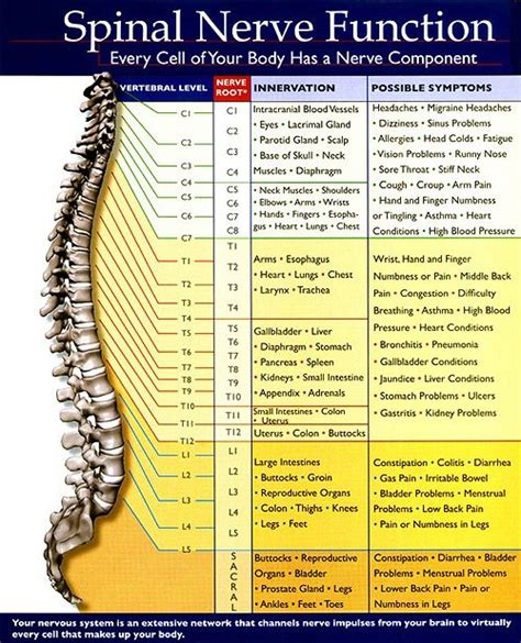 Nerve: Lower Back Pinched Nerve