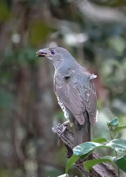 Satin Bowerbird - Facts, Diet, Habitat & Pictures on Animalia.bio