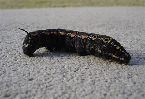 Free photo: Black Caterpillar - Black, Bug, Caterpillar - Free Download ...