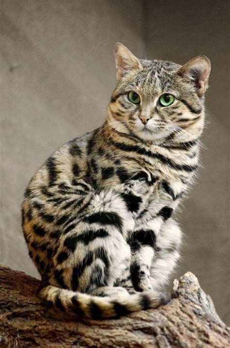 Bengal cat African Wild Cat, African Cats, African Animals, Pretty Cats, Beautiful Cats, Animals ...