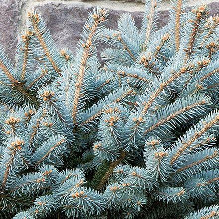 Dwarf Blue Conifers